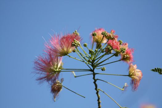 Acacia blossoms. Albizia julibrissin Durazz. Silk tree.