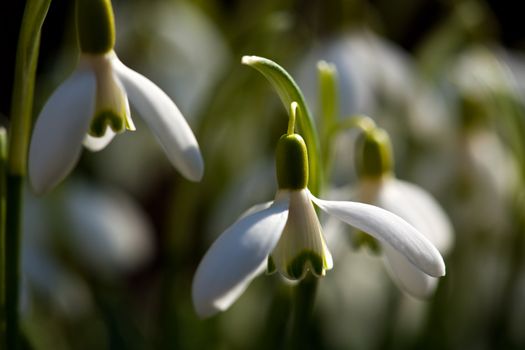 detail of a snowdrop flower in spring