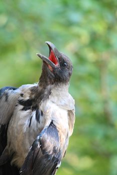 Close up of the croaking crow