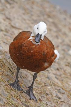 Close up of the brown and white colored duck