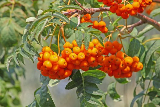 Close up of the rowan berry bunch