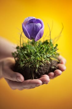 woman hands holding a piece of groung with purple flower