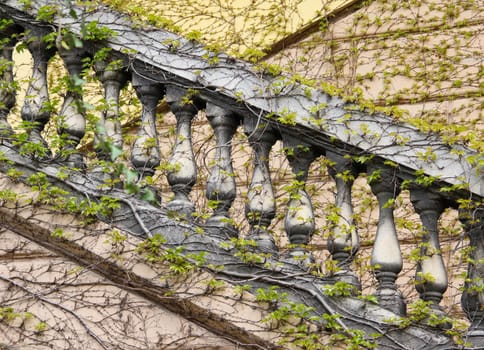 Balistrade stairs full covered with ivy leaves.