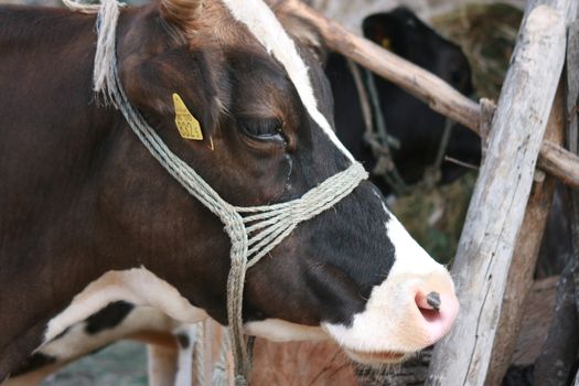 portrait of cow