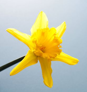 Daffodil