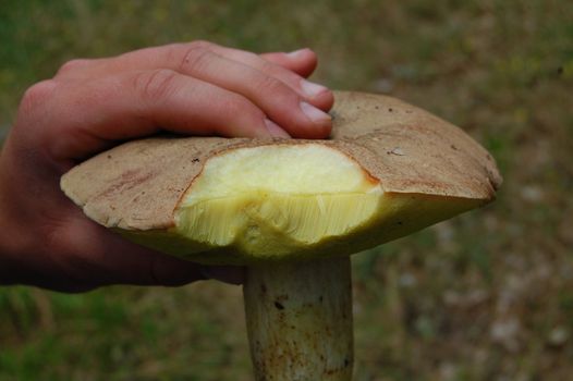 hand holding mushroom