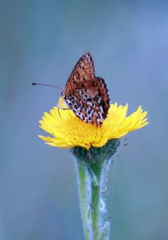 butterfly on the flower