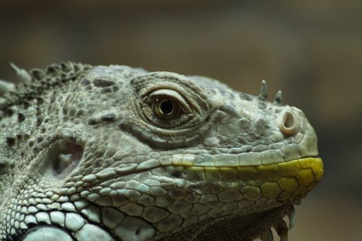 Close up of the iguana's head.