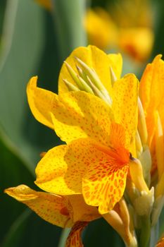 Close up of the yellow lily flower.