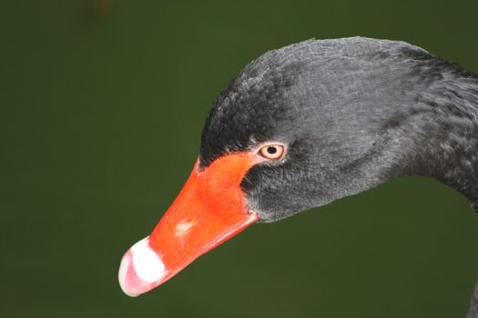 Close up of the black swan's head..