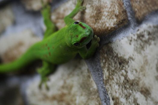 Close up of the gecko phelsuma madagascariensis grandis