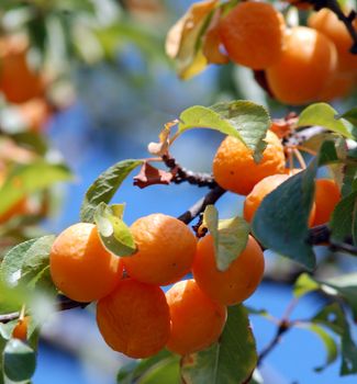 yellow plums