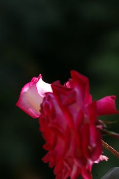 two red roses