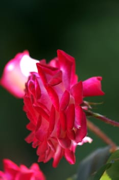 two red roses