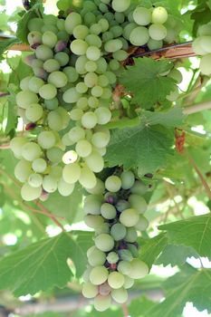 green grape