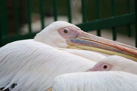 Close up of the resting pelican