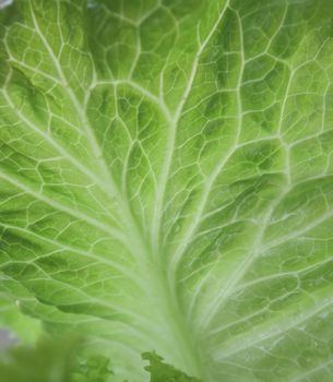 Close up of the fresh cabbage leaf