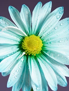 closeup on blue daisy with waterdrops