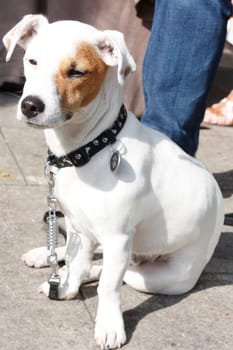 A small cute dog relaxing