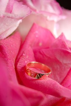 rose and wedding ring on pink