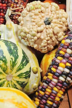 Autumn harvest of gourds and Indian corn