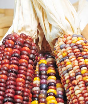 Ears Of Indian Corn In Fall Colors