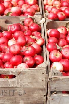 Red apples in wooden boxes