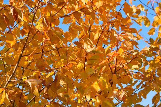 Autumn at the park. Landscape