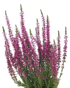 pot of purple heather in vase isolated on white