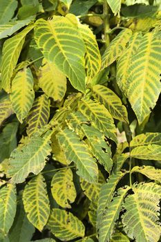 Yellow, green leaves of a nut 