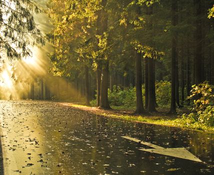 Sunset in autumn forest, with arrow on a road