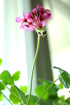 Pink geranium flower with blurred (defocused) background.