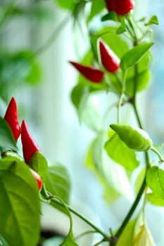 Cayenne (capsicum) plant - red and green peppers and green blurred background.