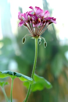 Pink geranium flower with blurred (defocused) background.