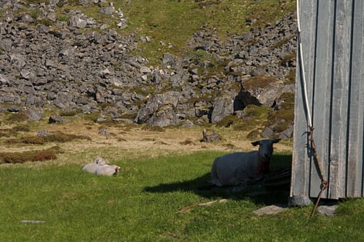 A mother resting in the shade while her lambs are lying in the sun. Taken on Andøya, Norway. 