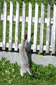 Two neighbors greeting each other. 