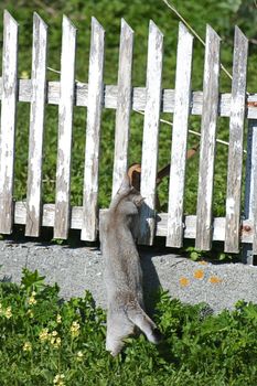 Two neighbors greeting each other.