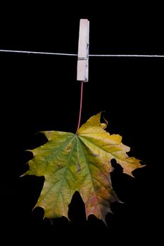 autumn maple leaves on a clothes line