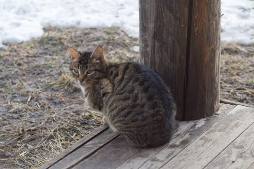 Grey tabby cat sitting on a porch of a country house
