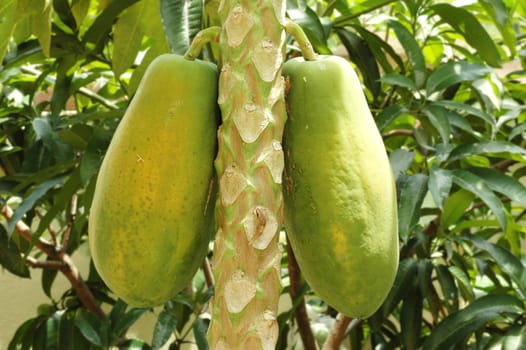 Carica papaya tree bearing fruits in a tropical farm