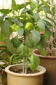 Fresh and growing green chili bell pepper plant