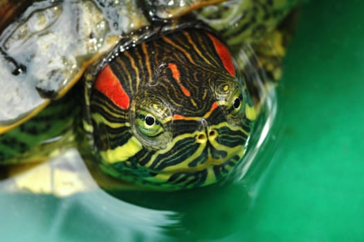 Macro shot of tortoise Red-eared Sliders (Trachemys scripta elegans), with focus on eyes