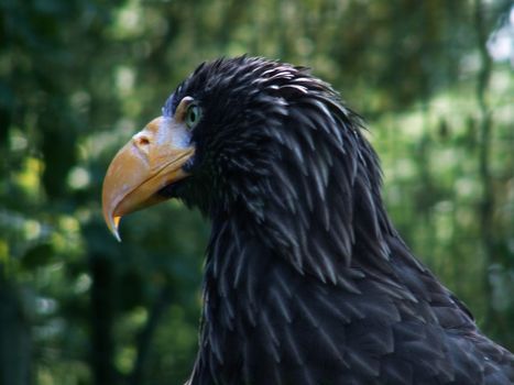 detail of eagle's head