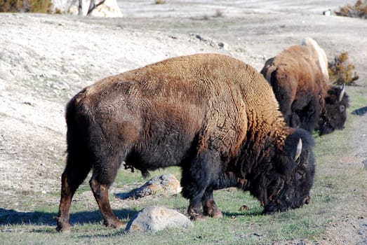 Buffalo in the wilderness
