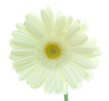 close-up white gerbera flower, isolated on white