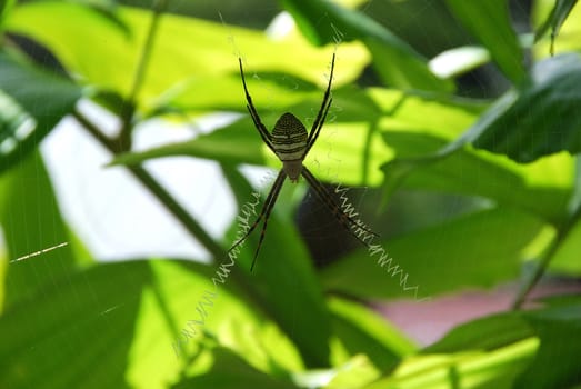 Close-up of a spider in a web