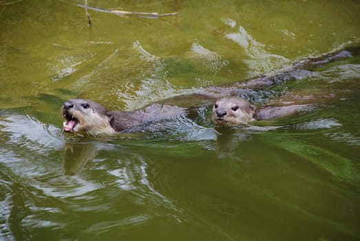 Otters in a river