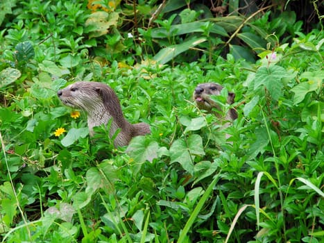 Otters in the wilderness