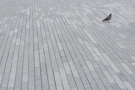 A pigeon on the pavement in London