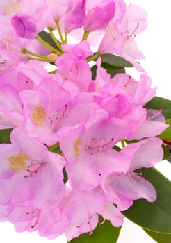 Pink flowers of a rhododendron on a white background